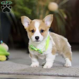 Frank, Pembroke Welsh Corgi Puppy